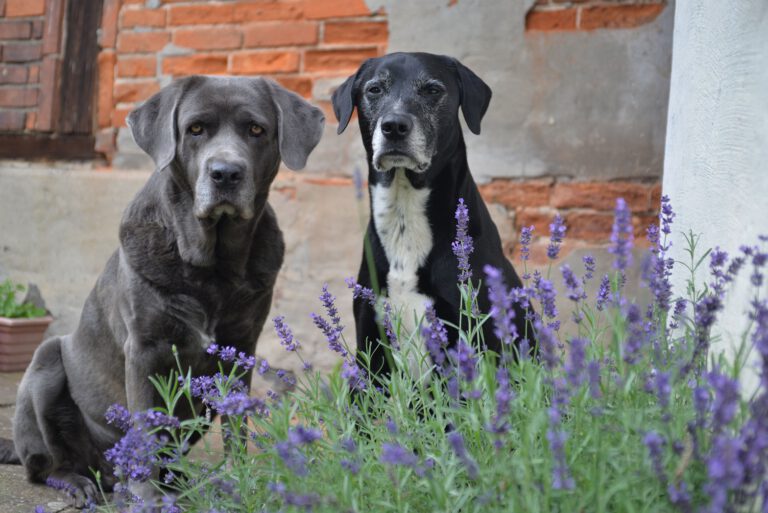 Zwei graue und schwarze Hunde sitzen vor einer Backsteinwand neben Lavendel