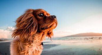 Die schönsten Hundestrände in Deutschland