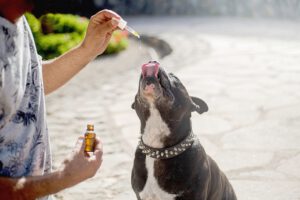 Gesunde Öle für Hunde