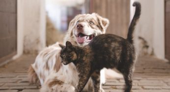 Könnten wir Menschen nicht mehr wie Hunde sein?