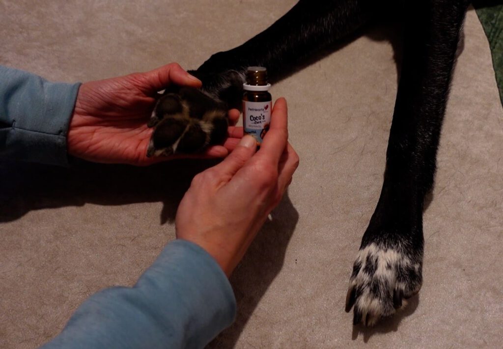 Rissige Hundepfoten werden mit Pfotenöl behandelt