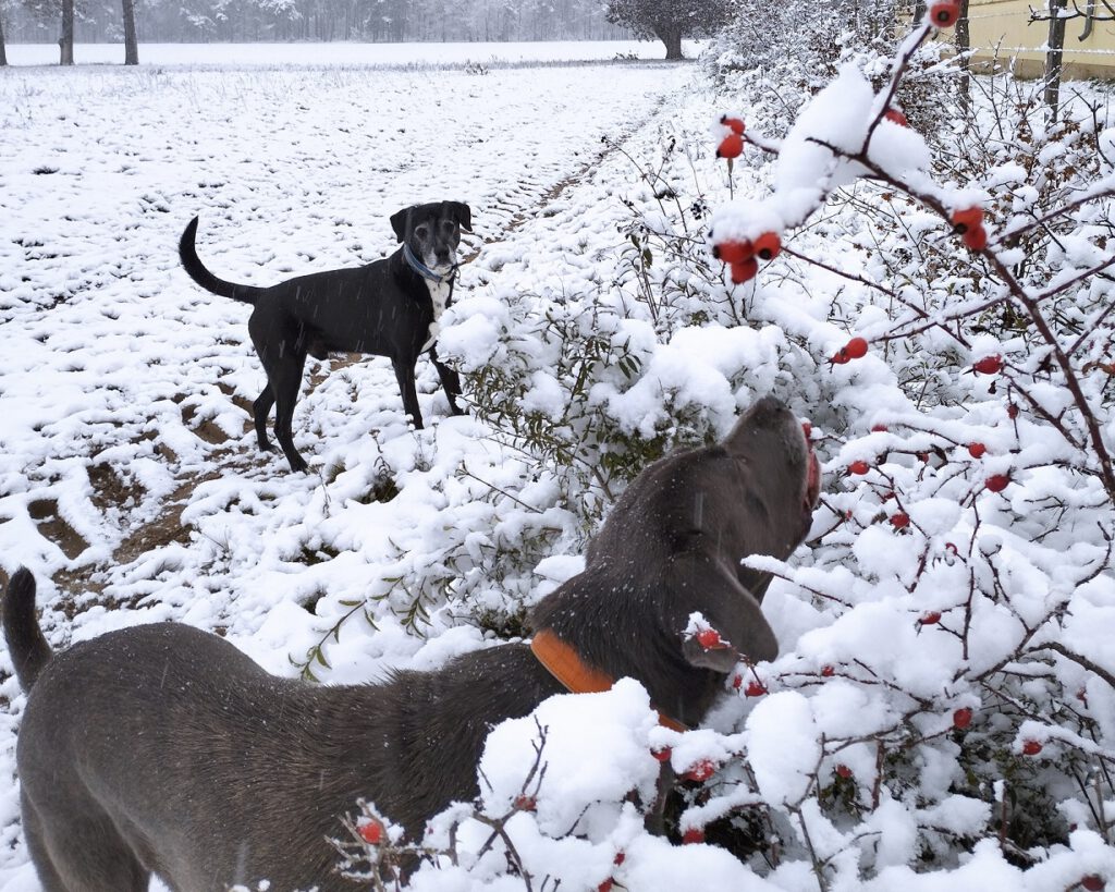 Hund im Schnee frisst Hagebutten