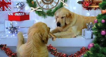 Last Minute Geschenkideen für Hunde & Hundemenschen