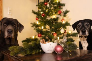 zwei Hunde sitzen vor einem Weihnachtsbaum und möchten Hundekekse essen