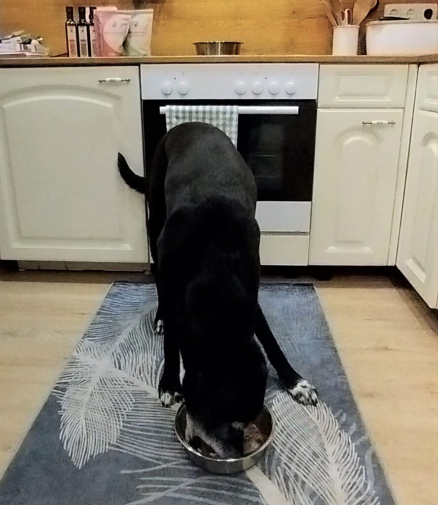 Hund fristt B.A.R.F. in Küche