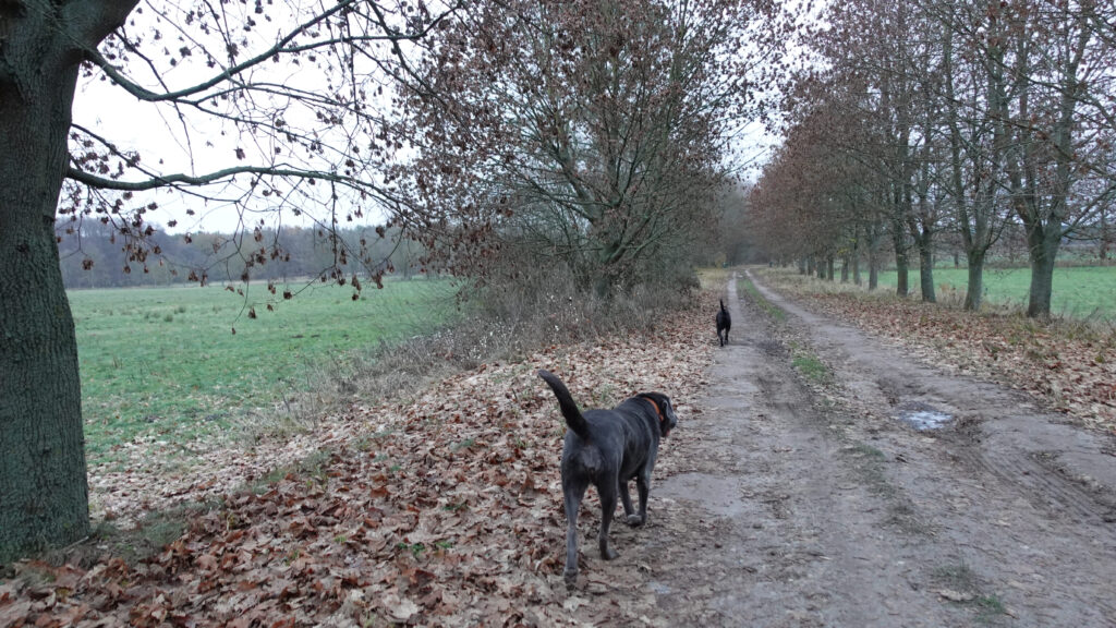 Zwei Hunde laufen Waldweg entlang