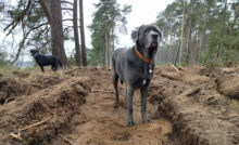 Zwei Hunde stehen im Wald