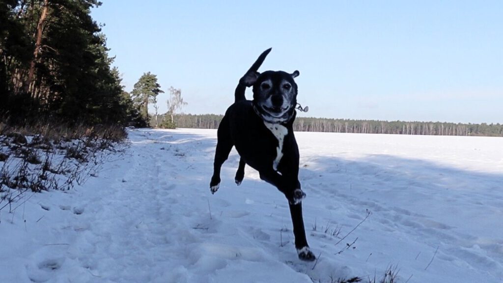 Hund springt glücklich durch den Schnee