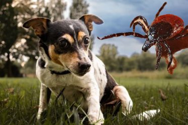 Krankheiten, die von Zecken auf Hunde übertragen werden