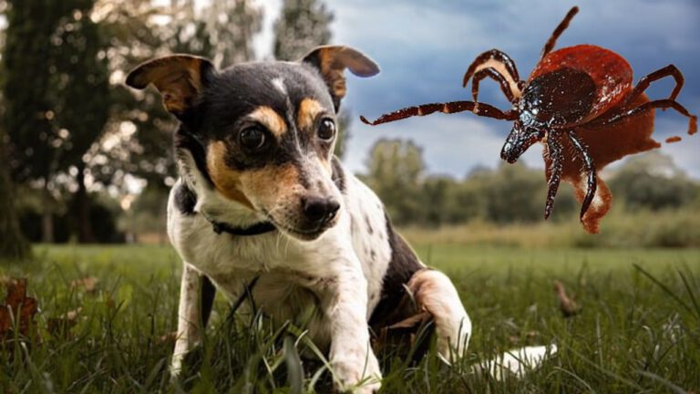 Ein Hund im Gras neben einer großen, gezeichneten Zecke