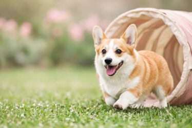 Corgi läuft aus einem pastellfarbenen Agility-Tunnel