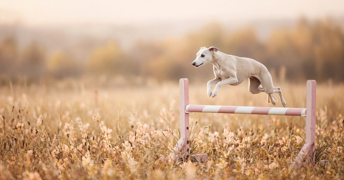 Schlanker Whippet springt über eine rosa-weiß gestreifte Agility-Hürde auf einer Herbstwiese