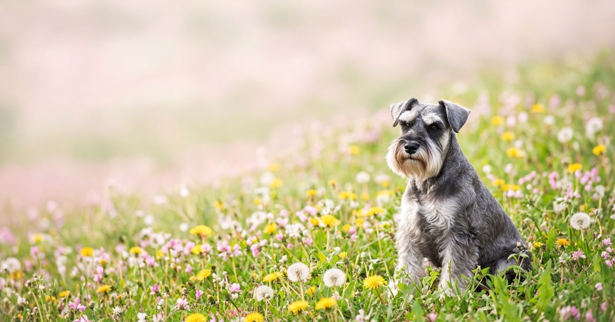 Frühlingskur für deinen Hund 4 Grauer Schnauzer sitzt in einer Frühlingswiese mit Löwenzahn