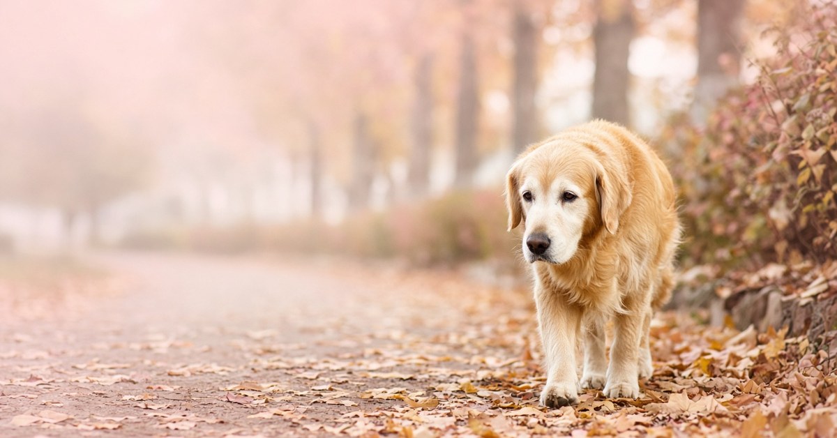 Älterer Golden Retriever mit weißer Schnauze läuft über einen herbstlichen Parkweg