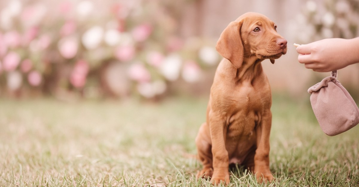 Junger Vizsla sitzt aufmerksam vor einem Leckerli und Futterbeutel