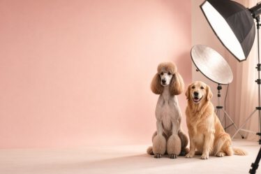 Pudel und Golden Retriever posieren im Fotostudio vor rosa Hintergrund