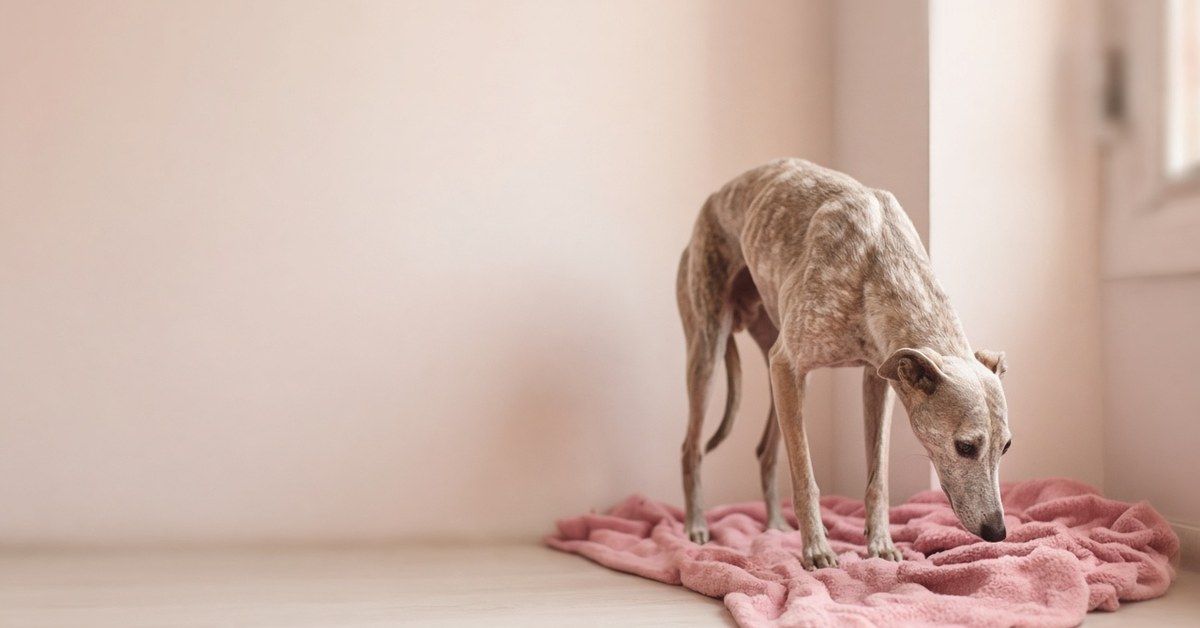 Dünner, scheuer Windhund steht mit gesenktem Kopf in einer Zimmerecke auf einer rosa Decke