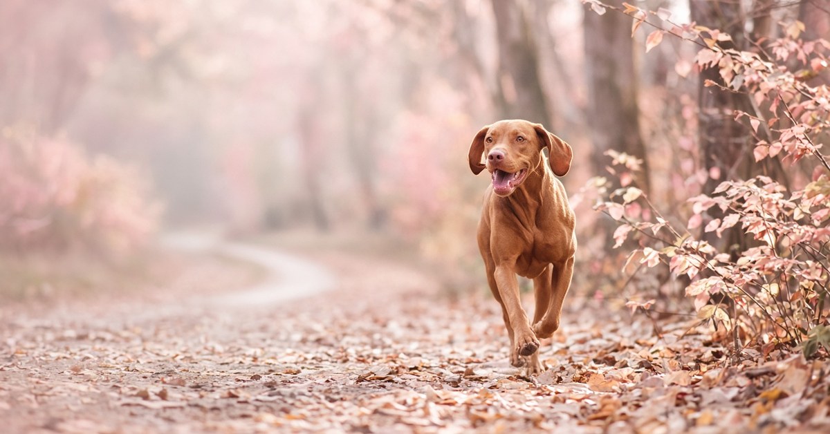 Vizsla rennt fröhlich über einen herbstlichen Waldweg