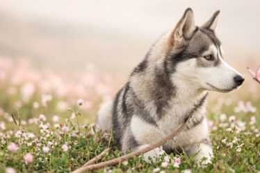 Junger Husky wendet den Kopf ab, ein rosa Schmetterling fliegt vorbei