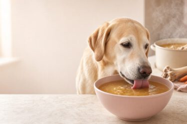 Älterer Labrador schleckt Knochenbrühe aus einem rosa Napf, im Hintergrund dampft ein Topf