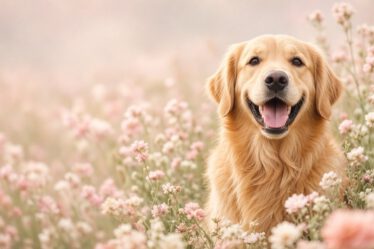 Lachender Golden Retriever in einer Blumenwiese