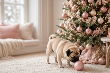 Neugieriger Mops schnuppert an einer rosa Christbaumkugel unter dem Weihnachtsbaum