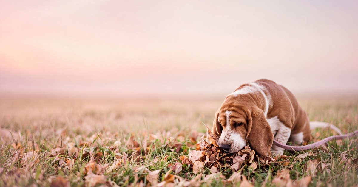 Basset Hound schnüffelt konzentriert im Herbstlaub auf einer Wiese