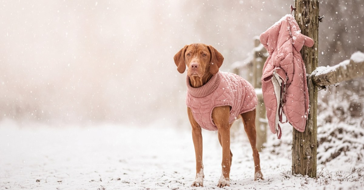 Magyar Vizsla im rosa Hundemantel auf einem verschneiten Weg