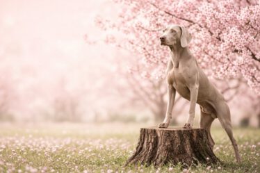 Weimaraner steht mit den Vorderpfoten auf einem Baumstumpf unter einem Kirschbaum