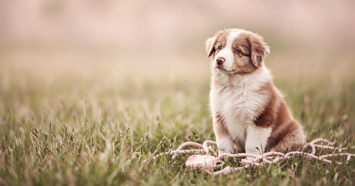 Warum Hundetraining manchmal echt schwierig ist 5 Australian-Shepherd-Welpe sitzt ratlos auf einer Wiese neben einer verknoteten Schleppleine