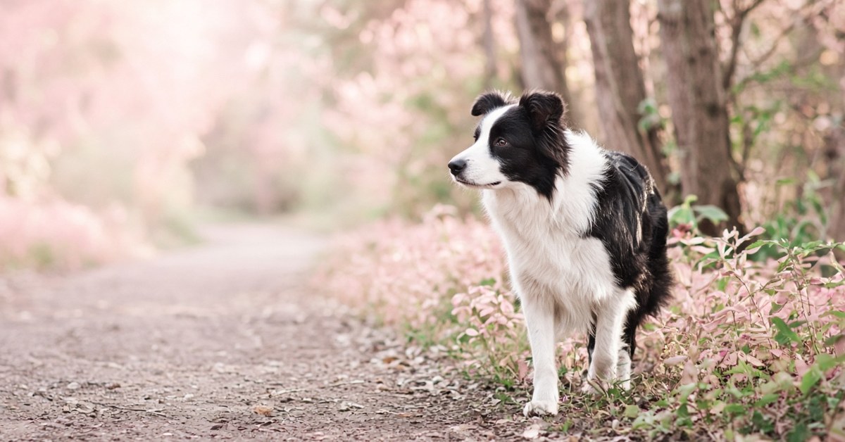 Hundetraining nach Maja Nowack – die ganz andere Form der Hundeerziehung 2 Entspannter Border Collie läuft frei auf einem rosa gesäumten Waldweg