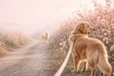 Golden Retriever an der Leine blickt auf einem Weg zu einem fernen fremden Hund