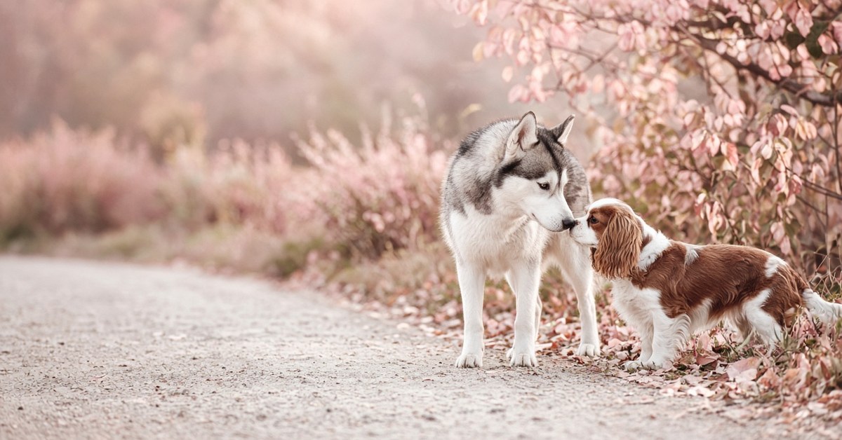 Husky und Cavalier King Charles Spaniel begrüßen sich freundlich auf einem Herbstweg
