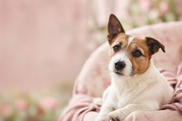 Jack Russell Terrier mit ausdrucksstarkem Blick in einem rosa Sessel