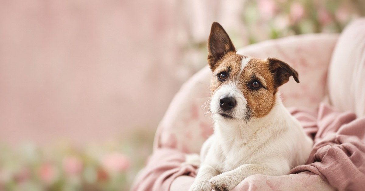 Jack Russell Terrier mit ausdrucksstarkem Blick in einem rosa Sessel
