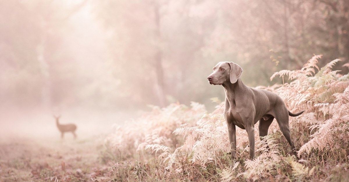 Weimaraner steht in einer hellen Waldlichtung, im Hintergrund ein Reh