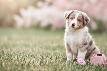Junger Australian Shepherd sitzt aufmerksam mit schiefem Kopf neben Clicker und Leckerlibeutel