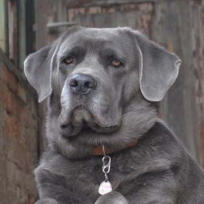 Freya, eine graue Cane-Corso-Hündin